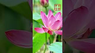 Scenery Of Dongping Lake In E Chinas Shandong