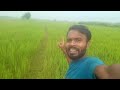 Ajaruddin's Vlogs is live! dhaan kheti morning time