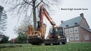 Verplanten van een lindeboom