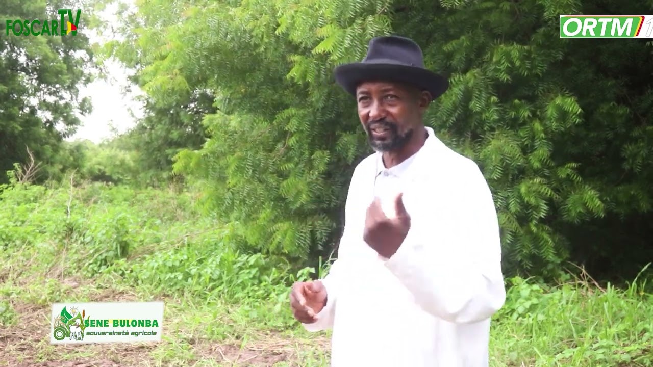 SENE BULONBA EPISODE2  LE PROCESSUS DE CERTIFICATION DES SEMENCES D'ORIGINE VEGETALE