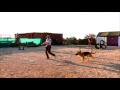 K9 Solutions, Paphos, Cyprus - Heelwork to music with Darcy & Lindsay K9 Solutions, Paphos, Cyprus - Heelwork to music with Darcy & Lindsay