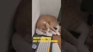 Creams Favorite Nap Spot