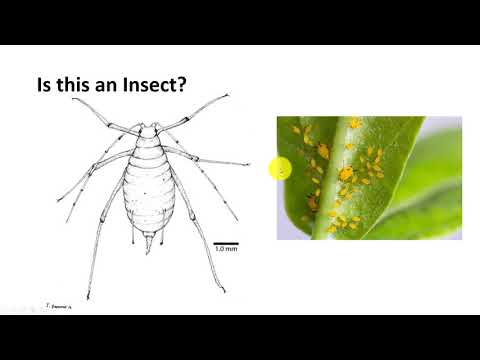 Insect Classification Part 1