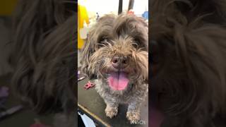 Havanese transformation | mobile dog grooming #cuteanimals #grooming #dogshorts #cutedog