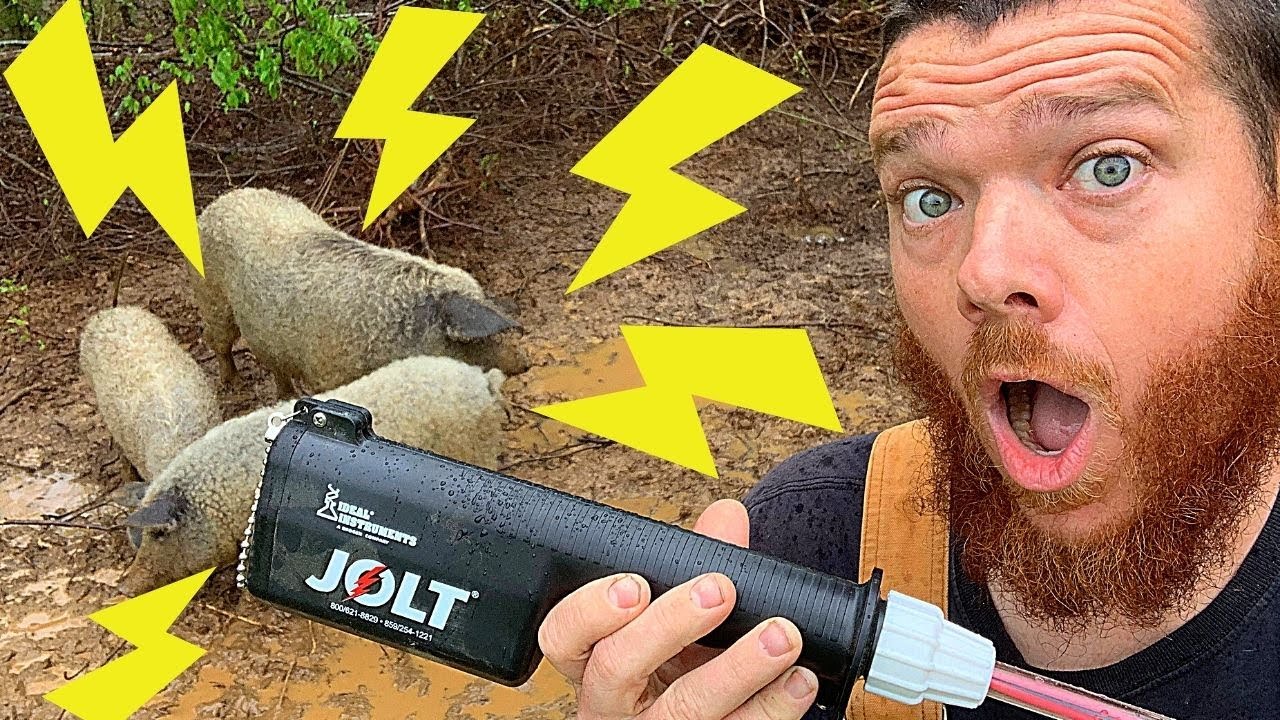 Jolt Electric Stock Prod 200 on Mangalitsa Pig YouTube