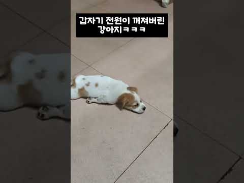 갑자기 전원이 꺼져버린 강아지ㅋㅋㅋ thumbnail