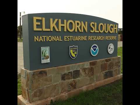 Video: Elkhorn Slough բնության շրջագայություն, Մոնտերեյ Բեյ