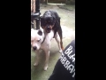 Rottweiler vs Dogo Argentino X AmBull pup