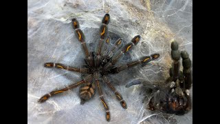 Rehousing our Psalmopoeus irminia and  care