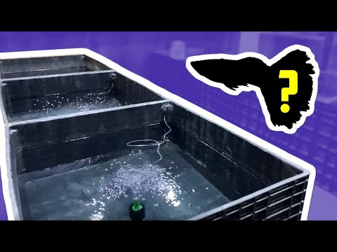 Mini Indoor Pond Fish REVEAL [Fish Room Vlog]