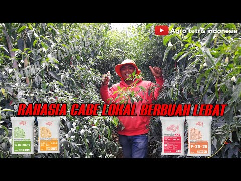 Video: Informasi Boronia Merah - Menanam Tanaman Boronia Merah Di Kebun