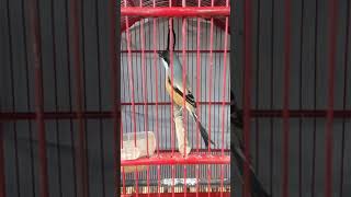 Download Lagu cendet isian gereja tarung sambung kunti #cendet #cendetmania MP3