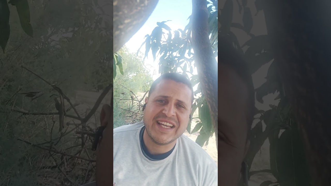 بعض معاملات المانجو أثناء فترة التزهير ، بتاريخ ٨ مارس ٢٠٢٤ .