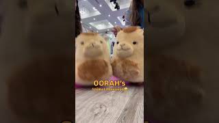 Popular Theme At Oorah Once Were Hooked, We Go Crazy