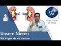 Unsere Nieren: Aufbau, Aufgaben & Funktionsweise einfach erklärt - filtern, Hormone (Vitamin D) etc.