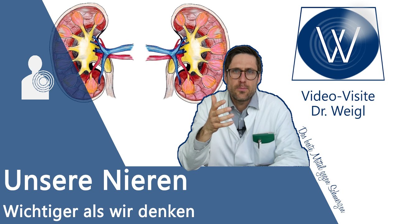 Nieren – wie sie funktionieren und warum sie so wichtig sind