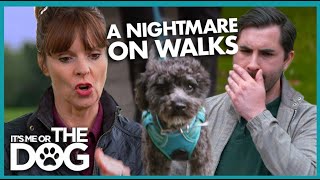 Poodle is a NIGHTMARE on Walks!🦮 | It's Me or The Dog by It's Me or the Dog 8,874 views 1 month ago 4 minutes, 16 seconds
