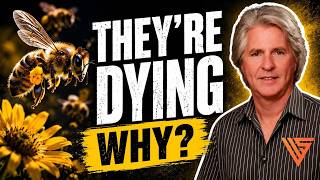 The Bee Crisis Has Stumped Experts For Decades It Took A Fintech Guy To Crack It