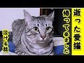 【猫 泣ける話】亡くなった愛猫がお盆に帰ってきました!(猫 感動 泣ける話 保護 涙腺崩壊 感涙 動物 動画 里親)招き猫ちゃんねる