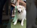 Alain アラン #greatpyrenees #todaysrunrun #グレートピレニーズ #今日のルンルン