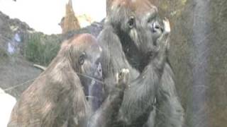 apes fighting over poop