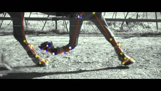 The flying pace of an Icelandic horse - Qualisys outdoor motion capture