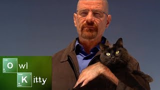 If Walter White Had A Cat