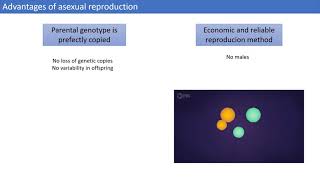 Advantages Of Asexual Reproduction