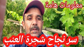 سر نجاح شجرة العنب  - افات وامراض تصيب شجرة العنب