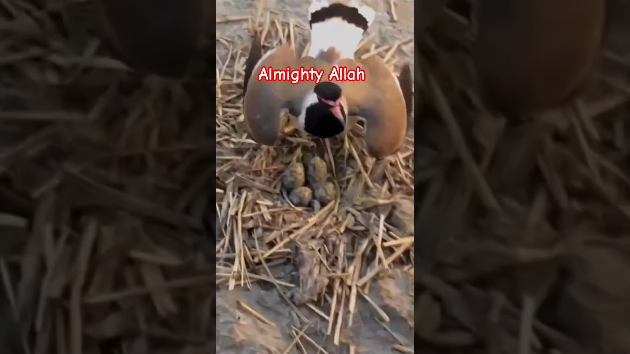 Almighty Allah || subscribe plz 🙏 #coversong