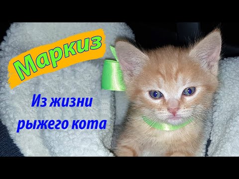 Видео: Из жизни рыжего кота. Марик, веселый котенок.