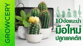 10 ข้อแนะนำ มือใหม่ ปลูกแคคตัส กระบองเพชร  l 10Tips for cactus newbie  | GROWCERY