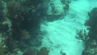 2015 06 07 014 Coffins Patch   Sting Ray