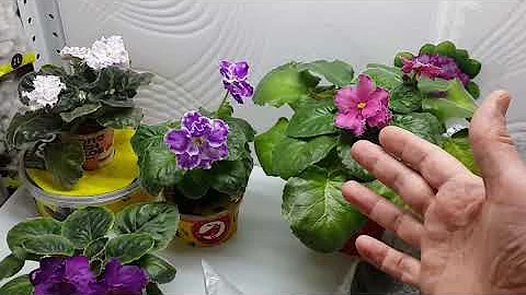 Листья или цветоносы? FAQ. Фиалки для новичков