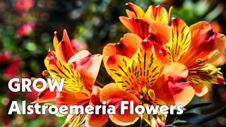 How To Grow Alstromeria Planting, Care & Uses Of Alstromeria Beginner Friendly Guide