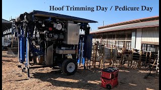 Hoof Trimming with Appleton Stand Up Cow Trimming Chute