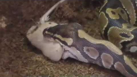 Feeding Monty (the Ball) Python