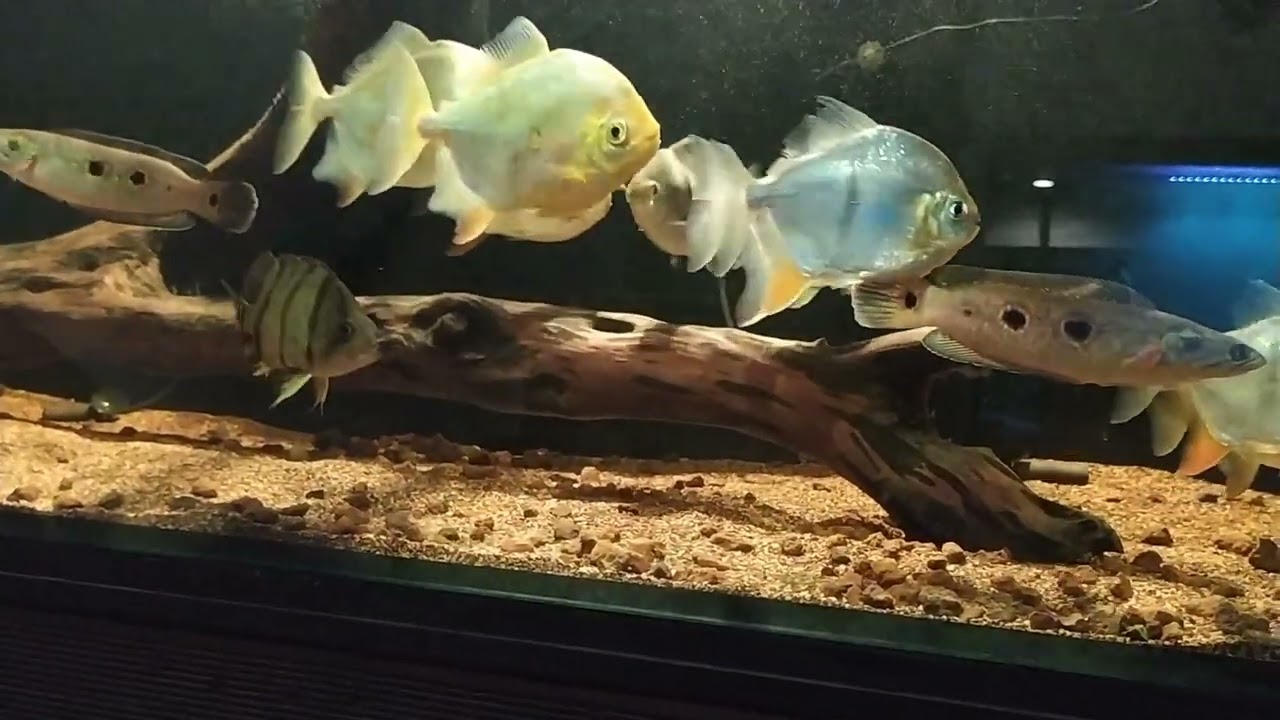 Myloplus rubripinnis Myleus schomburgkii