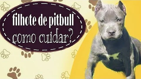 O que dar de comer para filhote de Pitbull?