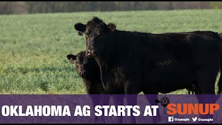 Cow-Calf Corner - The stages of calving (1/12/19)