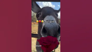 ظلموكي لما قالو ان انتي للقمر شبيه 