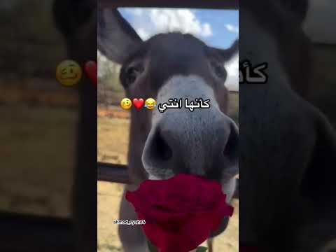 ظلموكي لما قالو ان انتي للقمر شبيه
