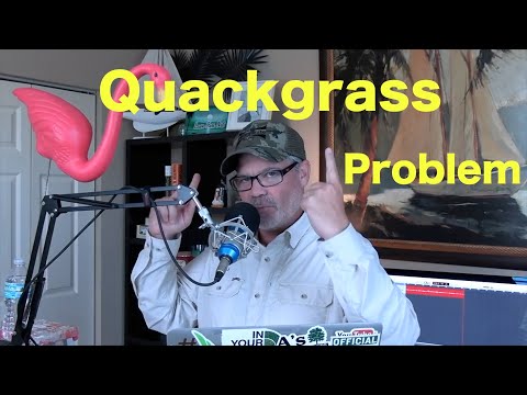 Video: Menghilangkan Quackgrass: Cara Menyingkirkan Quackgrass