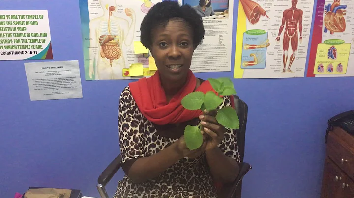Dr  Debra Williams   Health Benefits of the French...