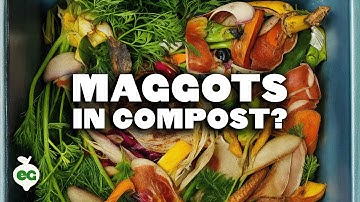 Are Maggots in Your Compost Good or Bad?
