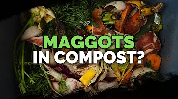 Are maggots good for the garden?