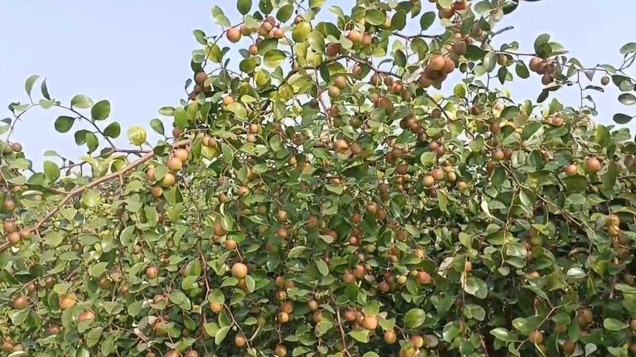 ধানের লোকসান পুষিয়ে দিচ্ছে কুল, বদলে যাচ্ছে সাতক্ষীরার কৃষি চিত্র।