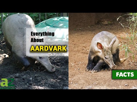 Aardvark | Everything You Need to Know | Description, Habitat, Facts, Diet, and More