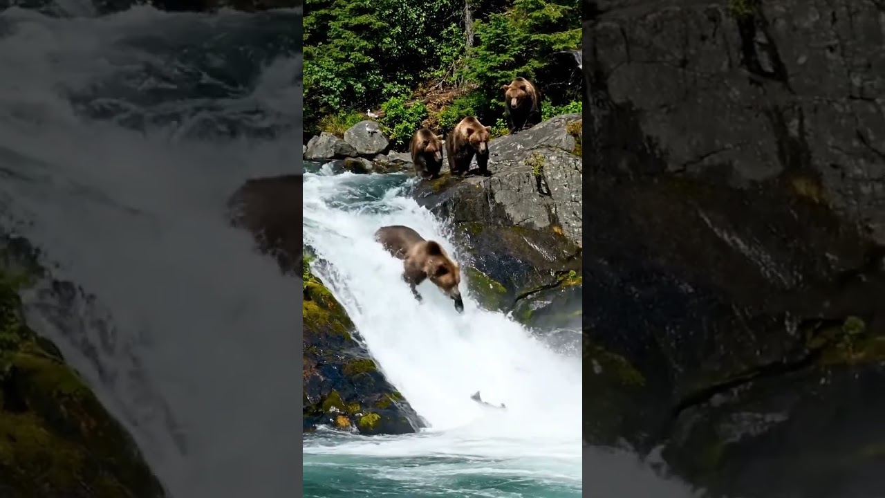 Nature’s Drive-Thru: Grizzlies Catching Salmon. 