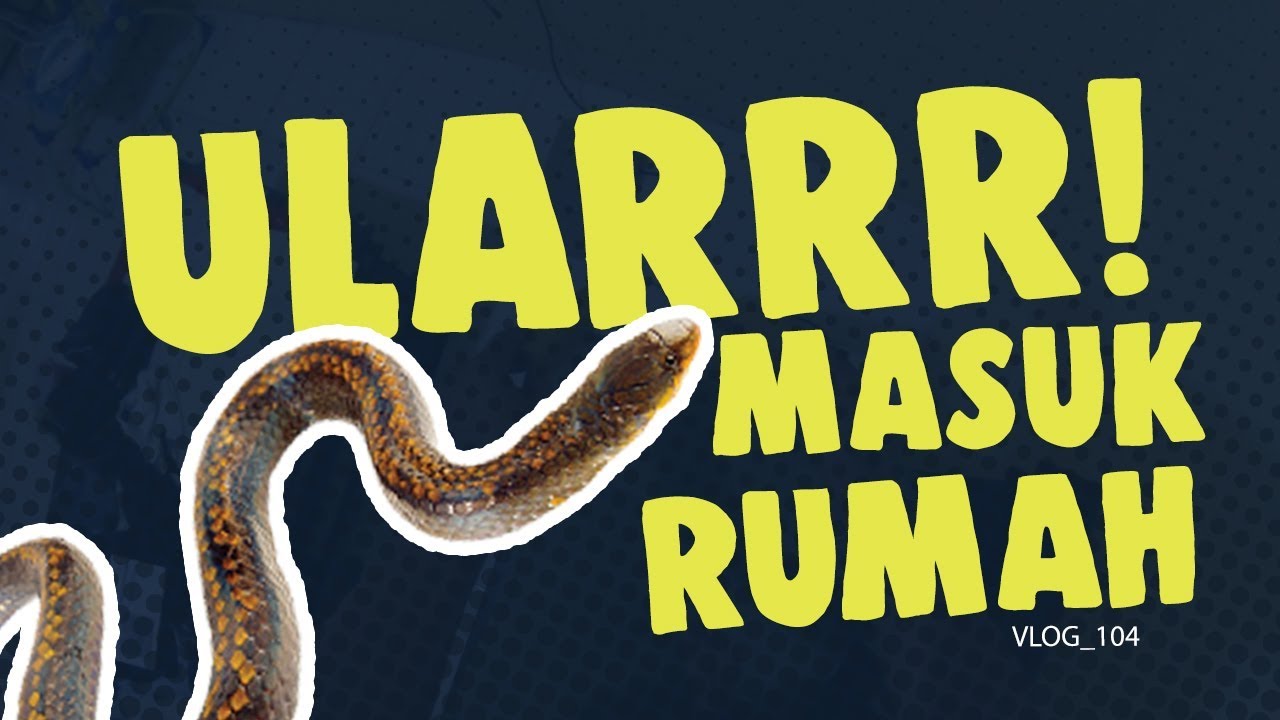 ULARR! MASUK RUMAH 